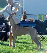 gracie showing at GDC of PA 10/02