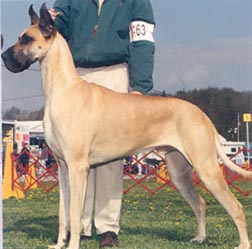 the handsome wattson-sire of harley's second litter